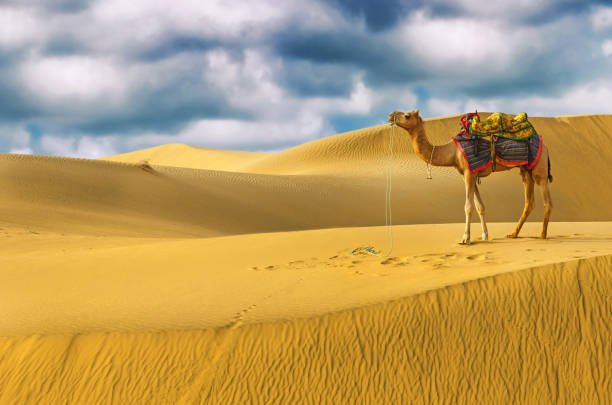 Budget Bliss in the Thar: Camping at Sam Sand Dunes, Jaisalmer